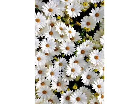 Conceptum Hypnose Tepih (60 x 100) HMNT521