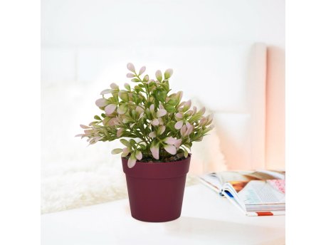 WALLXPERT Decorative Pot Ljubičasta Pink Zelena 241344