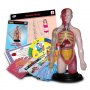EASTCOLIGHT Anatomija torza set 24249 - slika 2