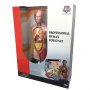 EASTCOLIGHT Anatomija torza set 24249 - slika 1