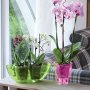 Prosperplast Saksija Coubi Orchid 13x13x17cm transparent PR DUKO130P-CPNO - slika 2