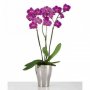 GARDENA Saksija za orhideje 608/17 mirror silver ( SH 55166 ) - slika 2