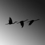 WALLXPERT Zidna dekoracija Migrant Birds 291 - slika 5