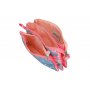 ENSO Pernica sa 3 pregrade little dreams - slika 3
