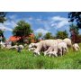 AGROMARKET MREŽA OVINET 90cm DVOSTRUKA-50m - slika 4