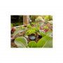 GARDENA Senzor vlažnosti tla GA 01867-20 - slika 2