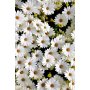 Conceptum Hypnose Tepih (180x280) HMNT521 - slika 2