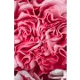 Conceptum Hypnose Tepih (180x280) WOOKECE085 - slika 2