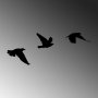 WALLXPERT Zidna dekoracija Birds 477 - slika 4