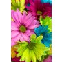 Conceptum Hypnose Tepih (120x180) WOOKECE070 - slika 2