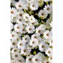 Conceptum Hypnose Tepih (80x200) HMNT521 - slika 2