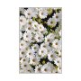 Conceptum Hypnose Tepih (80x200) HMNT521 - slika 4