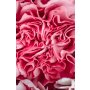 Conceptum Hypnose Tepih (50 x 80) WOOKECE085 - slika 3