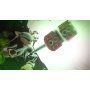 SEGA XBOXONE/XSX Sonic x Shadow Generations - slika 3