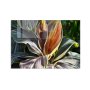WALLXPERT Dekorativna slika 1152 (70 x 100) - slika 2