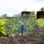 WALLXPERT Decorative Object figura Peacock - slika 3