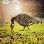 WALLXPERT Decorative Object figura Goose A 02 - slika 1