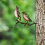 WALLXPERT Decorative Object figura Bird on the branch 29 - slika 2