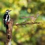 WALLXPERT Decorative Object figura Bird on the branch 25 - slika 2
