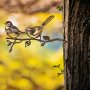 WALLXPERT Decorative Object Bird On The Branch 04 Brown - slika 2