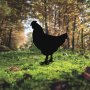 WALLXPERT Decorative Object figura Chicken 01 - slika 3