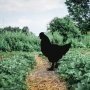 WALLXPERT Decorative Object figura Chicken 01 - slika 4