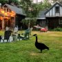 WALLXPERT Decorative Object figura Goose 01 - slika 3