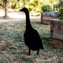 WALLXPERT Decorative Object figura Goose 04 - slika 1