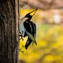 WALLXPERT Decorative Object figura Bird On The Branch 10 Black - slika 2