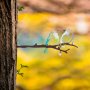 WALLXPERT Decorative Object figura Bird on the branch 26 - slika 2