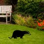 WALLXPERT Decorative Object figura Badger 01 - slika 2