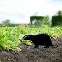 WALLXPERT Decorative Object figura Badger 01 - slika 1