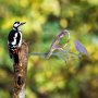WALLXPERT Decorative Object figura Bird on the branch 22 - slika 2