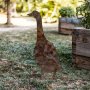 WALLXPERT Decorative Object figura Goose A 04 - slika 2