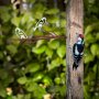 WALLXPERT Decorative Object figura Bird on the branch 28 - slika 2