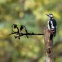 WALLXPERT Decorative Object figura Bird On The Branch 06 Black - slika 3