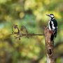 WALLXPERT Decorative Object figura Bird On The Branch 06 Brown - slika 2