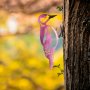 WALLXPERT Decorative Object figura Bird on the branch 21 - slika 3