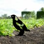 WALLXPERT Decorative Object figura Bird 03 - slika 2