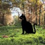 WALLXPERT Decorative Object figura Cat 02 - slika 2