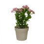 WALLXPERT Decorative Pot Braon Pink Zelena plastična saksija 241342 - slika 2