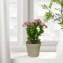 WALLXPERT Decorative Pot Braon Pink Zelena plastična saksija 241342 - slika 1