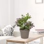 WALLXPERT Decorative Pot Braon Ljubičasta Zelena 241345 - slika 1