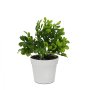 WALLXPERT Decorative Pot Bela Zelena 241346 - slika 2