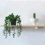 WALLXPERT Decorative Pot Crno Zelena saksija 241349 - slika 1