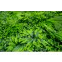 Bolzz Zeleni zid 3D Amazon 1 100x100 cm - slika 2
