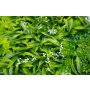 Bolzz Zeleni zid 3D Amazon 2 100x100 cm - slika 2