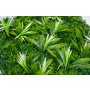Bolzz Zeleni zid 3D Grass 50x50 cm - slika 2