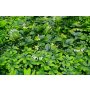 Bolzz Zeleni zid 3D Jungle 100x100 cm - slika 2