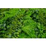 Bolzz Zeleni zid 3D Lux 100x100 cm - slika 2
